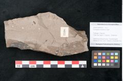 Foto (Objekt + Etikett) von Eucalyptus oceanica Unger (NHMW-GEO-2024-0188-8033)